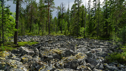 Stone scree in the northern forest