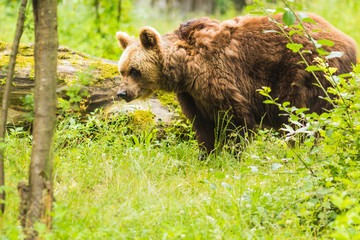 Fototapeta na wymiar Brown bear crossing a green forest