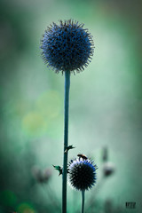 flower © Piotr