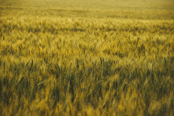 A field of green to yellow wheat in sunlight.