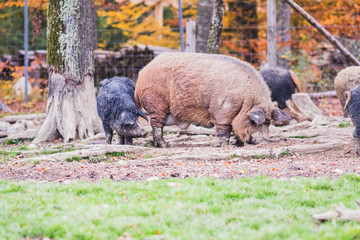 pigs of the mangalica breed