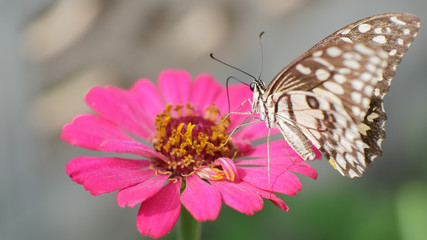 Butterfly is sucking nectar from pink zinnia
