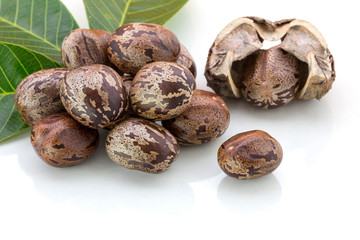 Rubber seeds (Hevea brasiliensis) and rubber leaves isolated on white background.