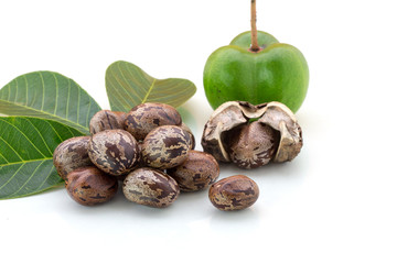 Rubber seeds (Hevea brasiliensis) and rubber leaves isolated on white background.