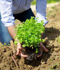 Man plant fresh parsley
