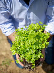 Man with parsley plant in his hands