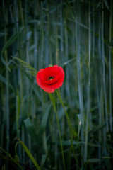 Obraz premium flower