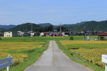 Obraz premium 稲が実る晴れの日の田園と一直線に伸びる田んぼ道です