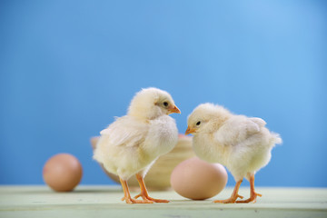 two chicks, eggs and bowl on blue background