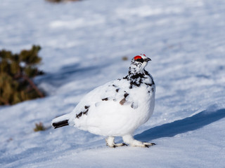 春のライチョウ雄(rock ptarmigan)