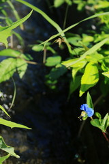 水辺に咲くツユクサの花