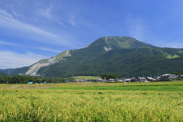 稲実る秋晴れの田園風景と滋賀県の名峰、伊吹山です