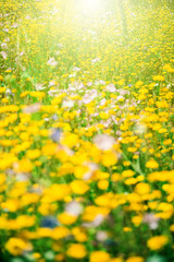 Yellow field flowers, different field flowers outside, flower background, beautiful colours