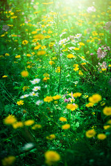 Yellow field flowers, different field flowers outside, flower background, beautiful colours
