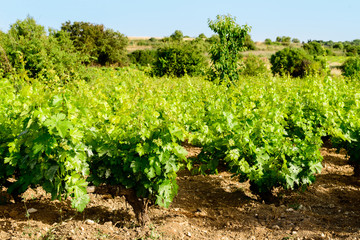 Fototapeta na wymiar vine plantation and winemaking