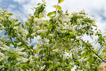 Common bird cherry (Prunus padus) blooms with large white inflorescences against the blue sky.