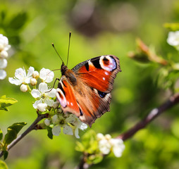 Tagpfauenauge auf einer Pflanze, Schmetterling