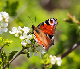 Tagpfauenauge auf einer Pflanze, Schmetterling