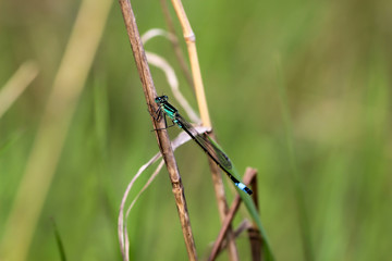 Kleinlibelle auf einer Pflanze