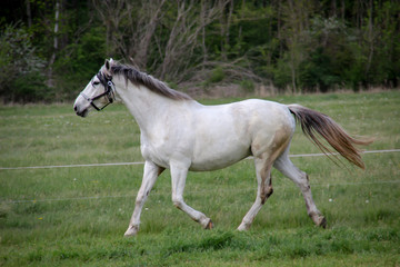 Obraz premium Studie eines Pferd, Ponny