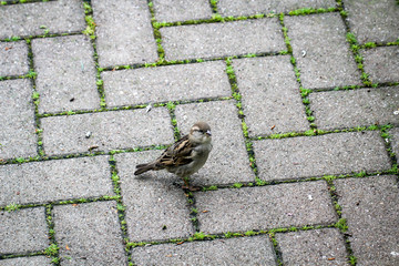 Portrait eines Spatz