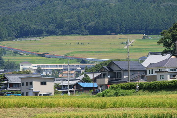 山の麓の稲実る秋の田んぼと民家の様子です © 眞