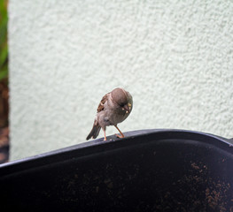 Portrait eines Spatz