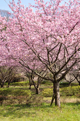 Fototapeta premium 河津桜