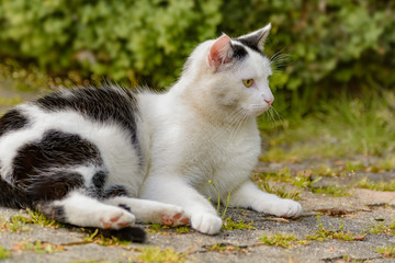 Eine schwarz-weiße Katze entspannt sich