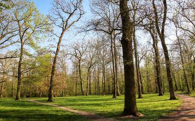 Park mit Lichtung, Gras und Bäumen