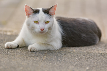 Eine schwarz-weiße Katze entspannt sich