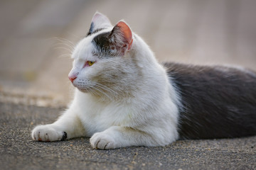 Eine schwarz-weiße Katze entspannt sich