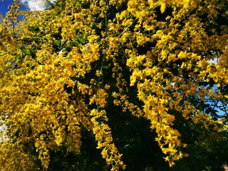 yellow tree flowers blossoms in the summer