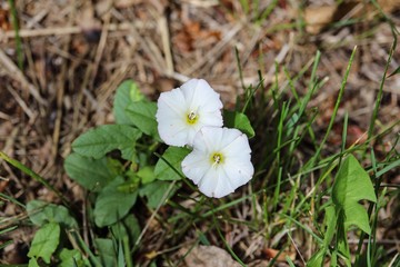 white flowers vining bindweed wildflowers