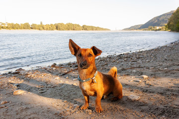 Small mixed breed dog playing at the river beach in the sand with his toys. Dog, summer lifestyle...
