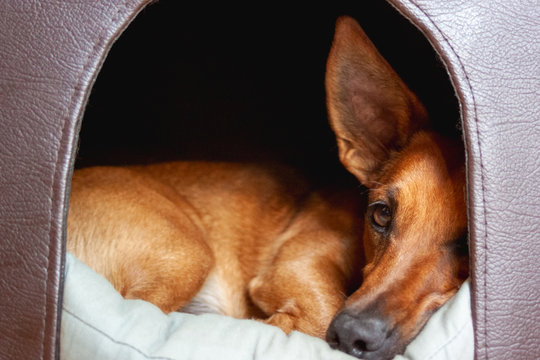 The Ultimate Guide to Getting a Dog: What You Need to Know When You Want to Have a Dog