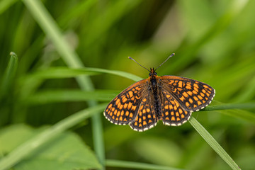 Obraz premium Nature