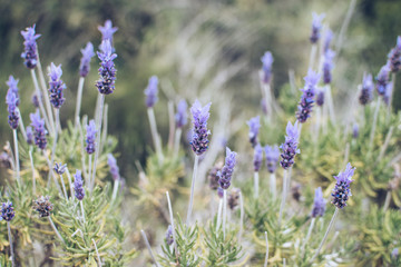 Lavender flower in nature.