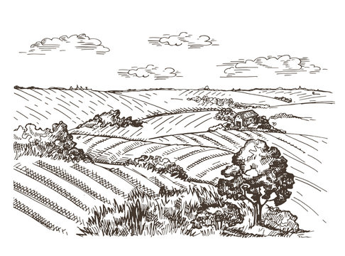 Landscape with a wheat field and village houses. Vector image
