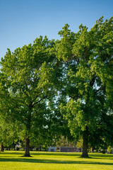 Fototapeta na wymiar Beautiful twin trees at a cemetery