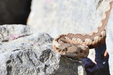 Snake