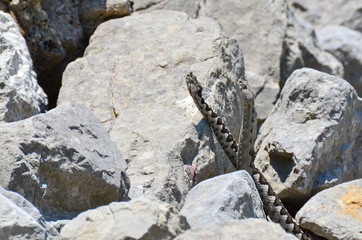 Snake