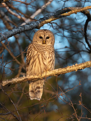 Barred Owl