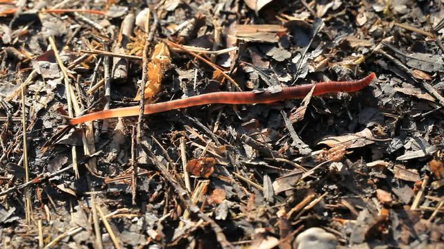 Close up of earthworm crawling