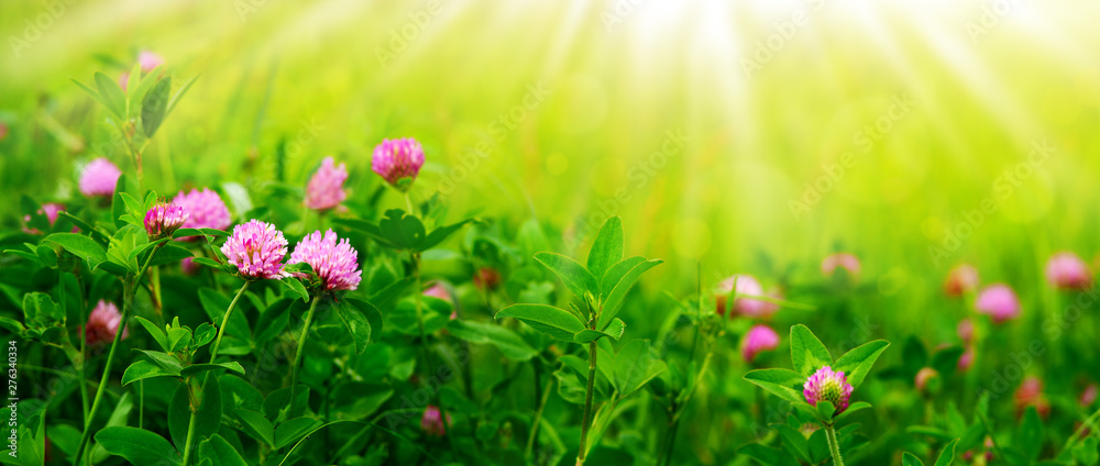 Canvas Prints flower panorama in the form of a meadow with clover. spring and summer nature in soft green and yell