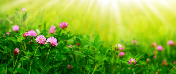 Flower panorama in the form of a meadow with clover. Spring and summer nature in soft green and...