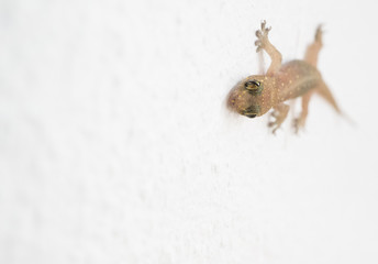 Young newborn Gecko  has big yellow eye on  concrete wall ,okay,Bugaboo,Bugbear,Gecko has many colors.
