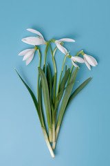 beautiful bouquet of snowdrops isolated on blue background