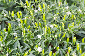 Group green chillies on chilly plant with blurred background ,pepper plantation, good for healthy,hot and spicy cooking