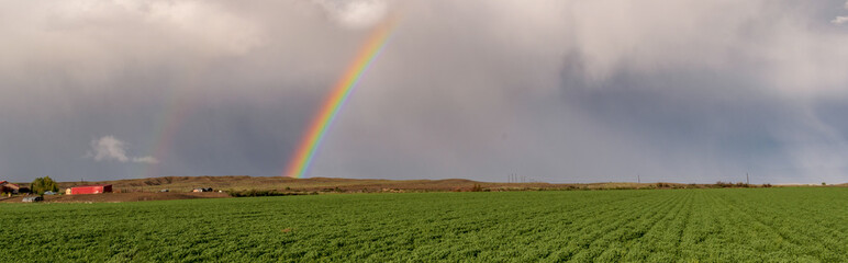 Rainbow Over a Field